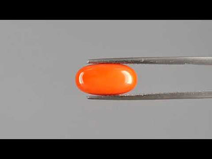 Red Coral (Moonga) - 3.31 Carats