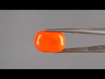 Red Coral (Moonga) - 11.19 Carats