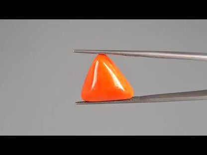 Red Coral - 16.91 Carats (Moonga - 18.43 Ratti)
