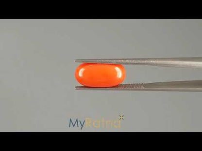 Red Coral (Moonga) - 6.48 Carats