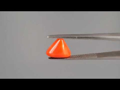 Red Coral (Moonga) - 2.70 Carats