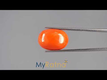 Red Coral - 14.41 Carats (Moonga - 15.71 Ratti)