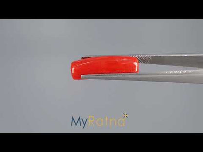 Red Coral (Moonga) - 7.47 Carats