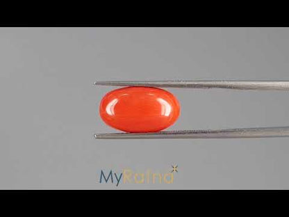 Red Coral - 5.68 Carats (Moonga - 6.19 Ratti)