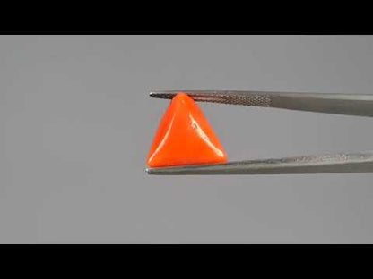 Red Coral (Moonga) - 7.48 Carats
