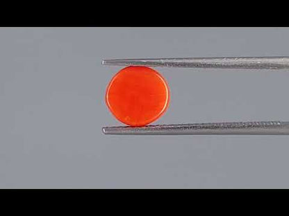 Red Coral (Moonga) - 1.72 Carats