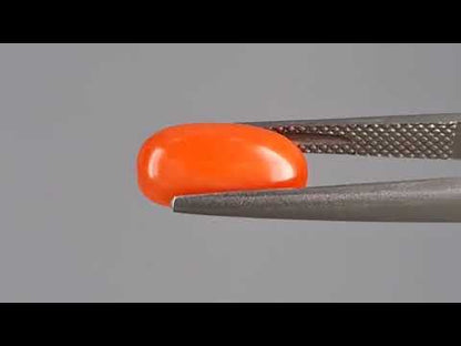 Red Coral (Moonga) - 3.81 Carats