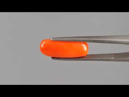 Red Coral (Moonga) - 4.45 Carats