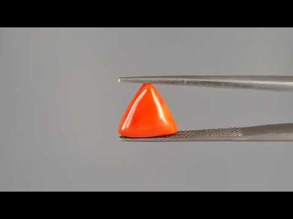 Red Coral (Moonga) - 2.99 Carats