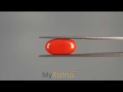 Red Coral - 6.50 Carats (Moonga - 7.09 Ratti)