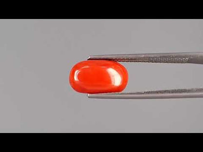 Red Coral (Moonga) - 3.97 Carats