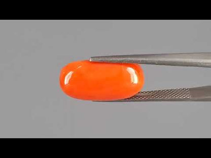 Red Coral (Moonga) - 7.80 Carats