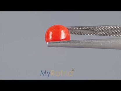 Red Coral (Moonga) - 1.79 Carats