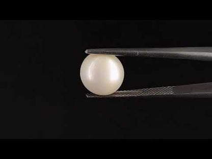 South Sea Pearl (Moti) - 6.71 Carats