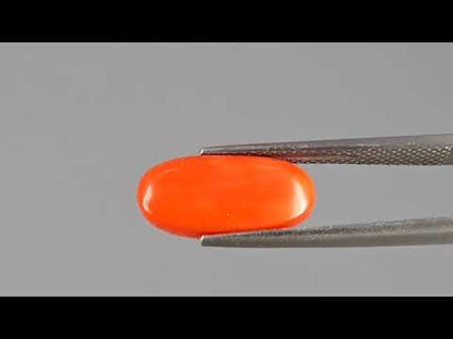Red Coral - 4.54 Carats (Moonga - 4.95 Ratti)