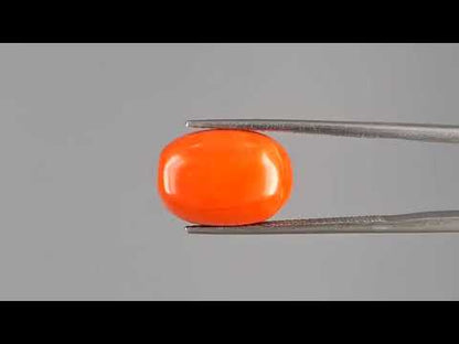 Red Coral - 9.59 Carats (Moonga - 10.45 Ratti)