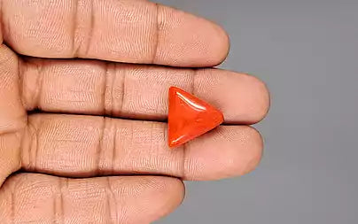 Red Coral (Moonga) - 15.60 Carats